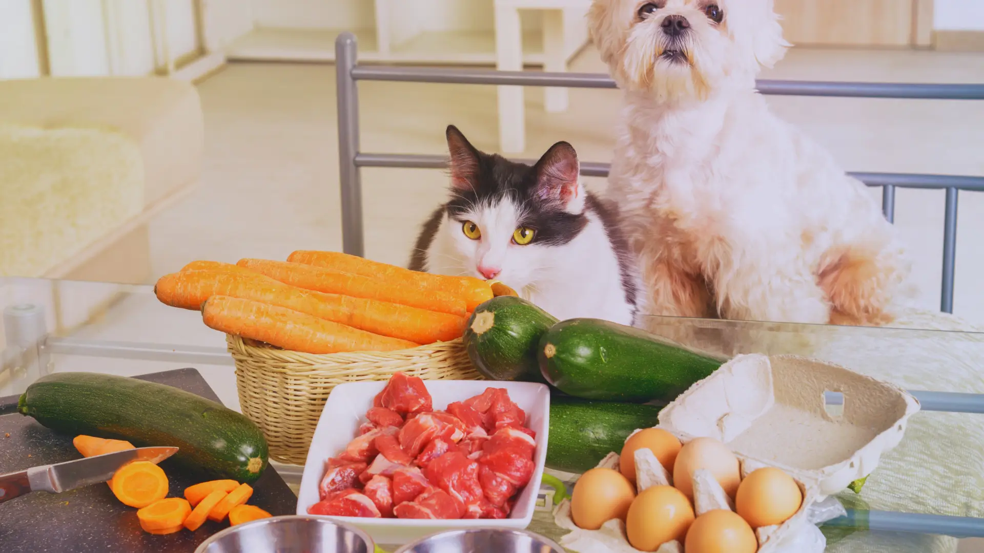 Alimentação natural para pets