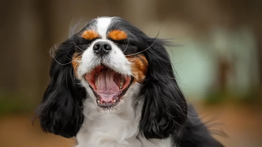 Raça de cachorro Cavalier King Charles Spaniel