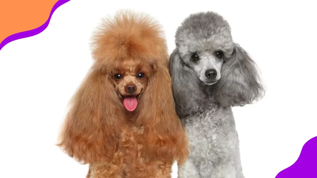 Raça Poodle Toy