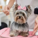 Sobre a Soul de Pet Produtos para cuidado e beleza pet disponíveis na Souldepet.