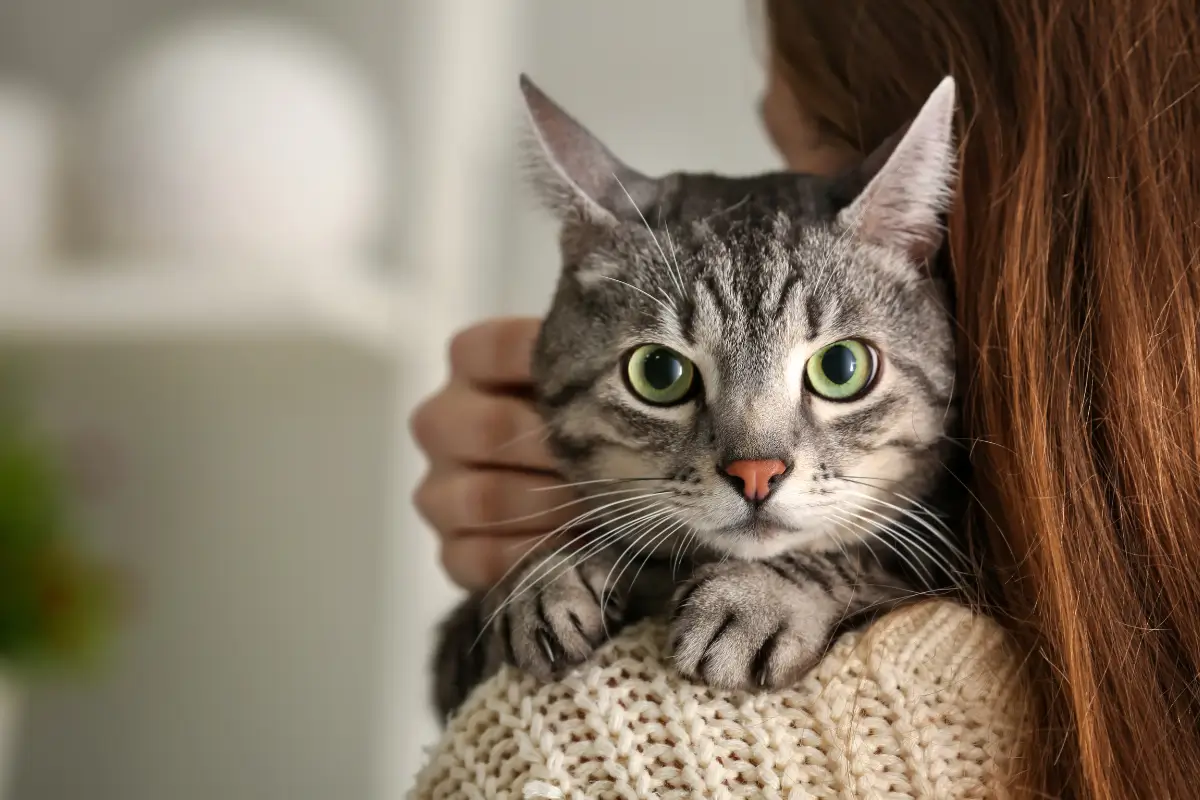 Mãe de Pet