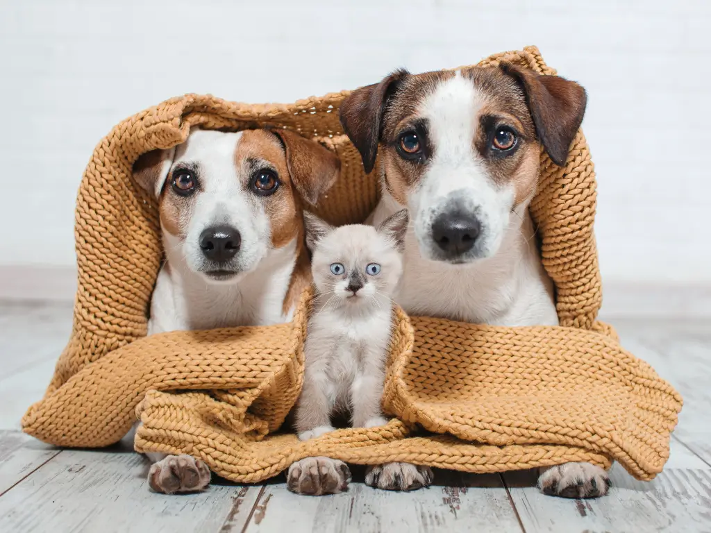Roupa para cachorro