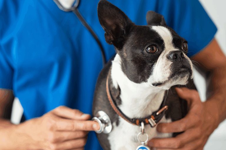 Doença Renal em Cachorro