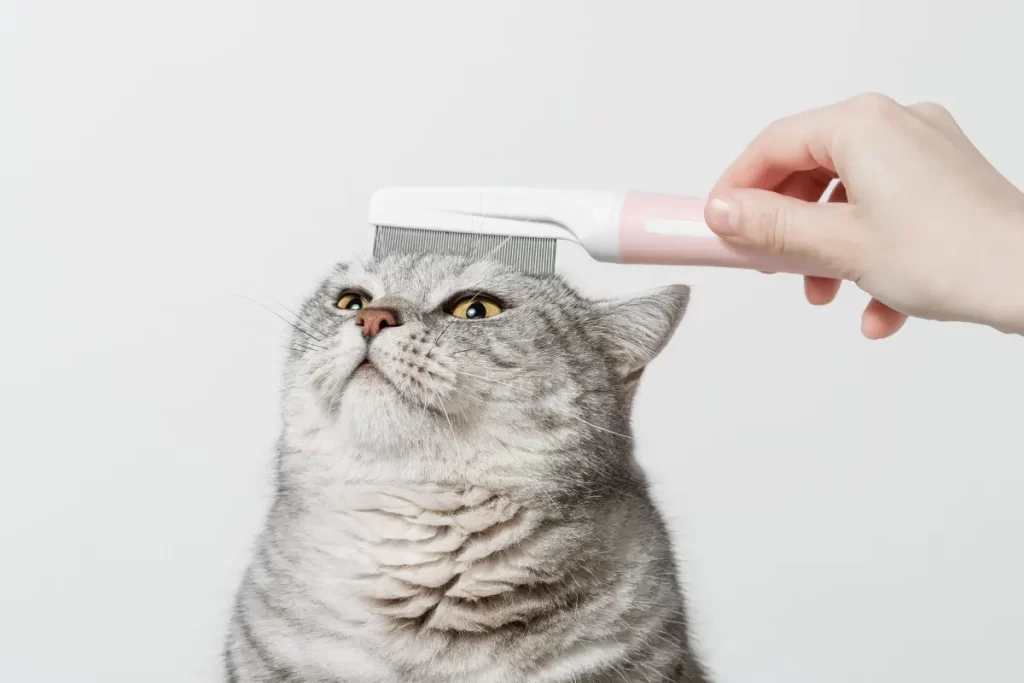 Pelo de gato faz mal?