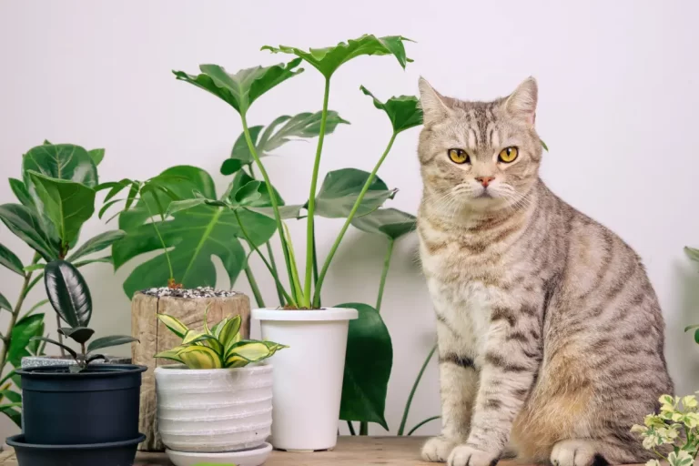 Plantas Tóxicas para Gatos