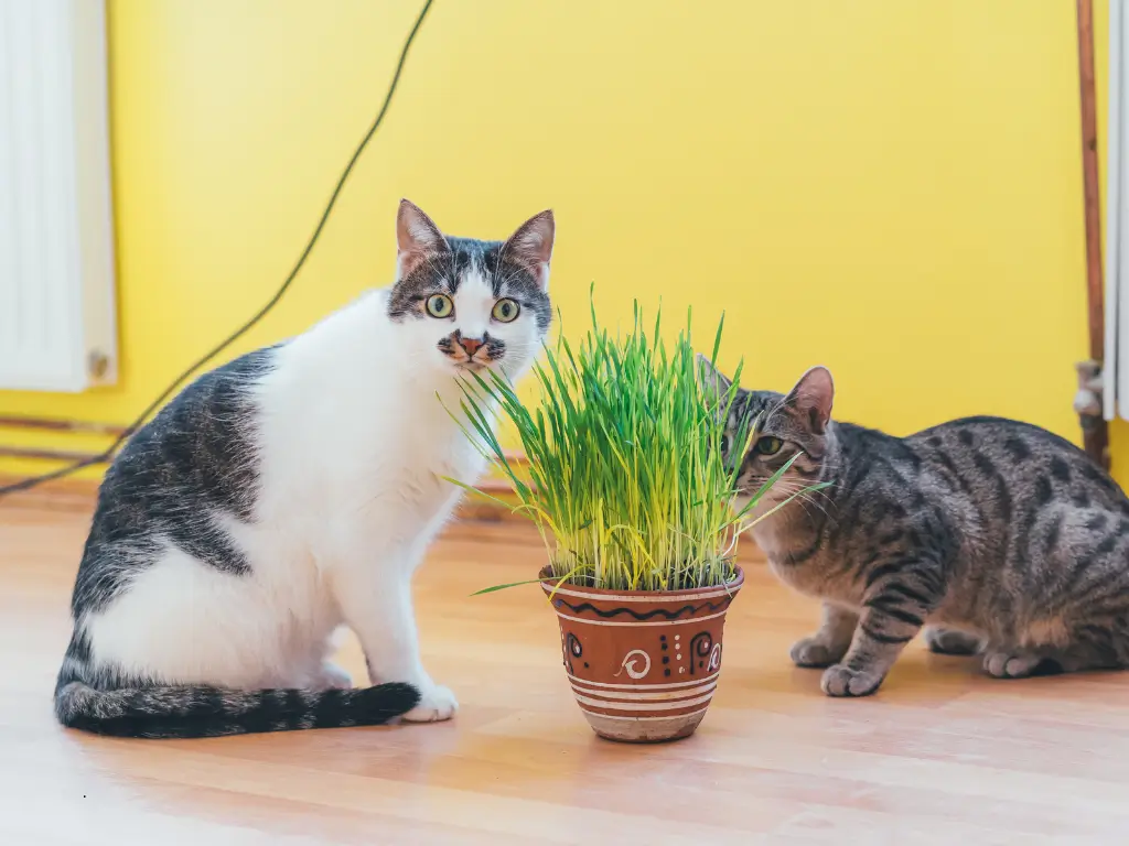 Plantas Tóxicas para Gatos