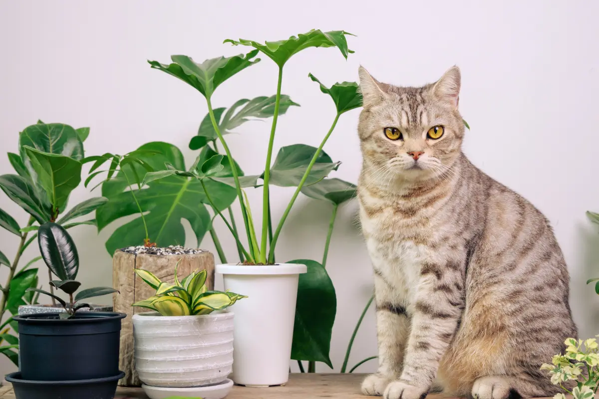 Plantas Tóxicas para Gatos