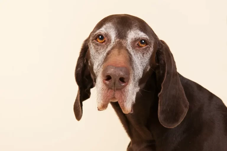 Ração para Cachorro Idoso