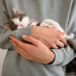 Castração de Gata