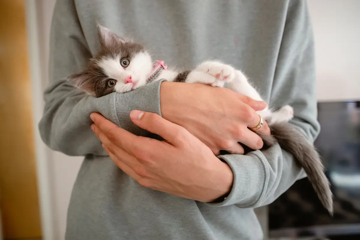 Castração de Gata
