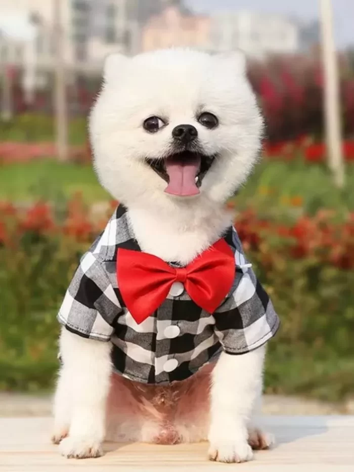 roupa pet​