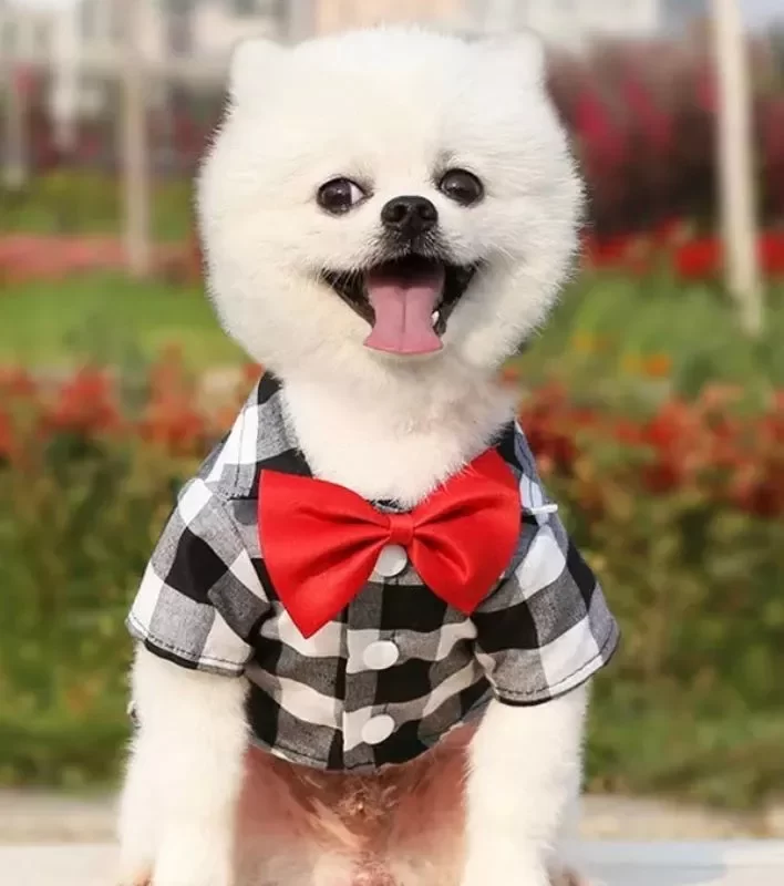 roupa pet​