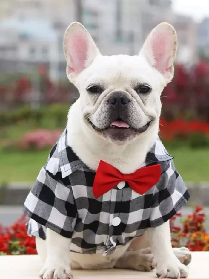 Vista Seu Pet com Elegância: Blusa Xadrez e Gravata