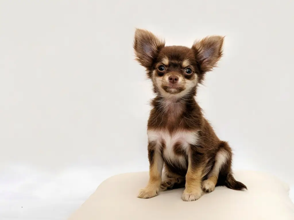 Pensando em castrar seu doguinho? A castração de cachorro macho pode ser um passo essencial pra saúde, comportamento e até pra evitar fugas! Quer entender quando, como e por que fazer? Vem que a gente te explica tudinho! 