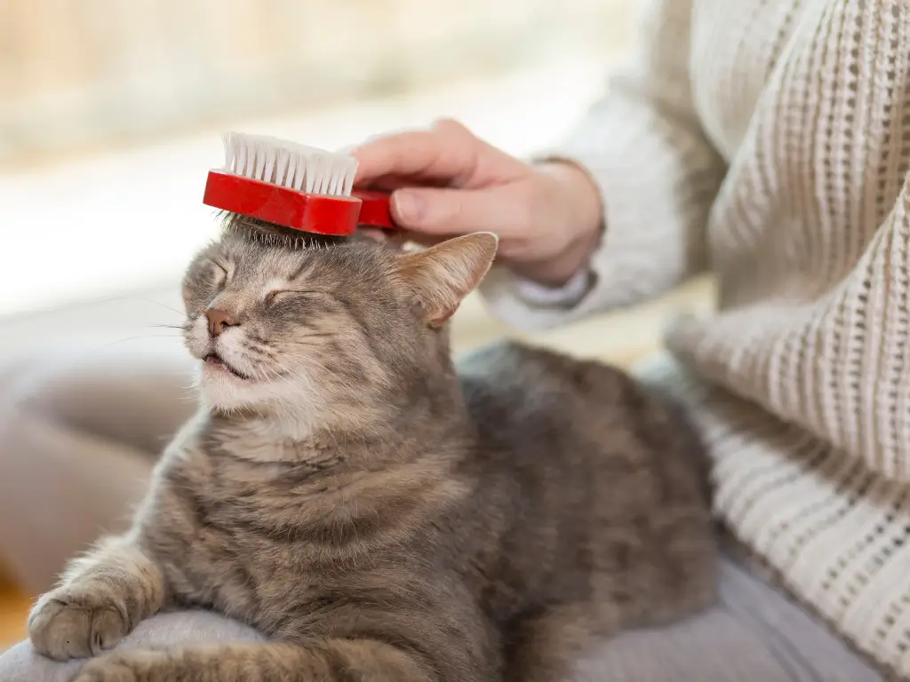 Escova para gatos