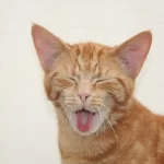 Escova gato