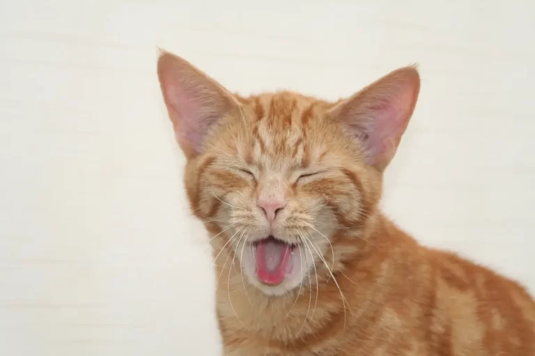 Escova gato