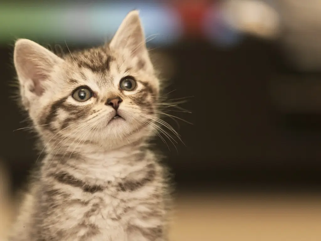 Para que serve o bigode do gato? Muito mais do que aparência, esses fios ajudam seu pet a se orientar, se comunicar e viver com mais segurança. Entenda tudo no blog da Soul de Pet e cuide ainda melhor do seu felino! 