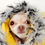 Cachorro com frio