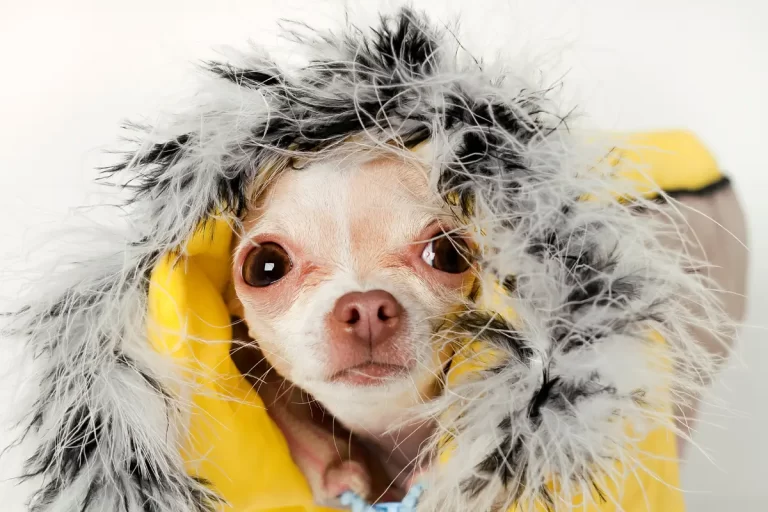 Cachorro com frio