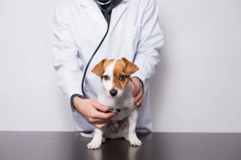 Castração de Cachorro Macho