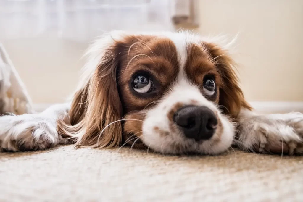 Nos dias frios, o bem-estar do seu pet também pede atenção. Se o seu cachorro está tremendo ou se encolhendo, pode ser sinal de que está com frio! Neste post, você aprende a identificar esses sinais e descobre o que fazer para aquecer seu doguinho com conforto, carinho e segurança. Não deixe seu pet passar frio – vem conferir as dicas! 