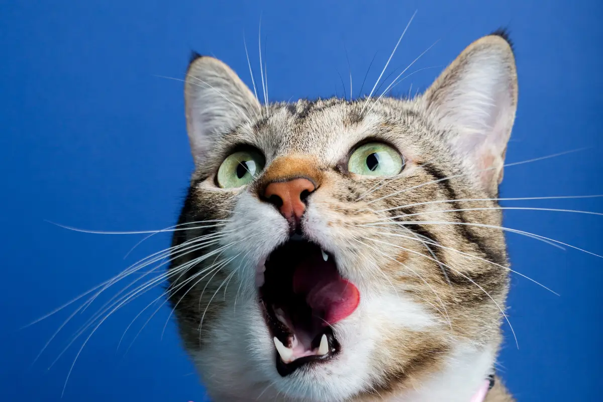 Para que serve o bigode de gato