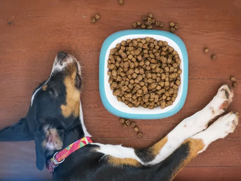 Alimentos Naturais para Cachorro