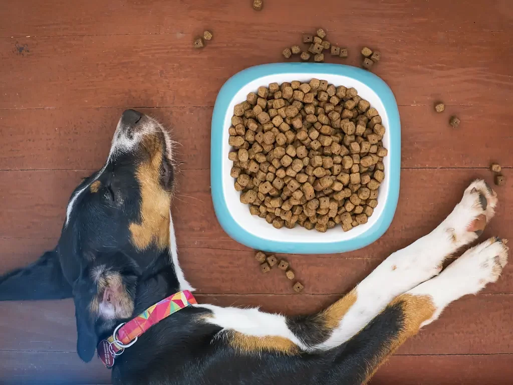 Alimentos Naturais para Cachorro