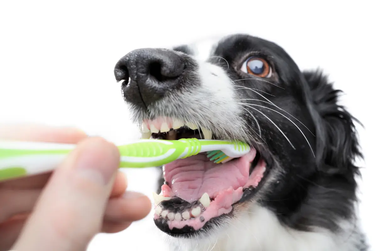 Como Escovar Dente do Cachorro