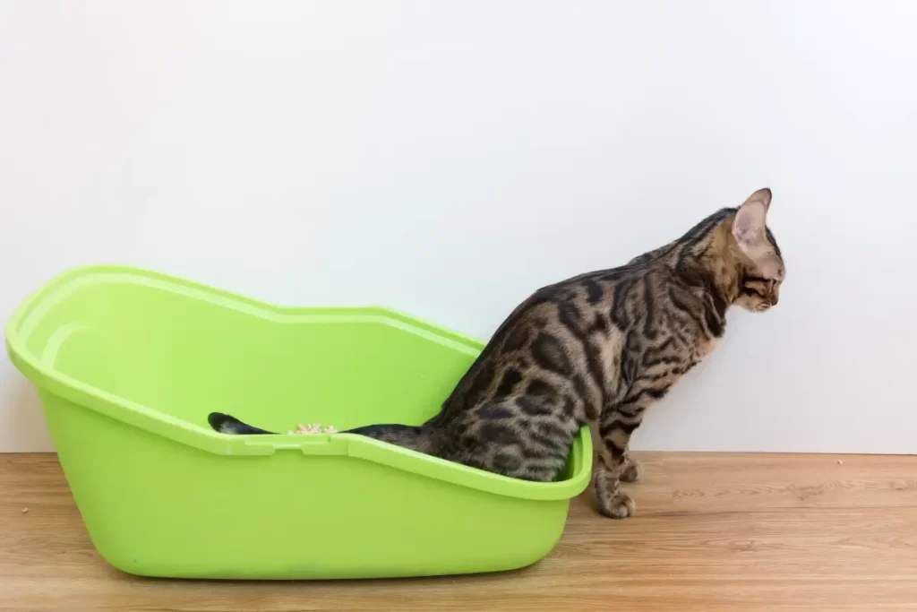 Quando o seu gato começa a fazer xixi no lugar errado, é sinal de que algo pode não estar bem — seja na saúde, no ambiente ou na rotina dele. Por isso, é importante entender as causas e agir com paciência. Neste post, você vai encontrar dicas valiosas para ajudar seu felino a voltar a usar a caixa de areia, garantindo mais conforto para ele e tranquilidade para você.