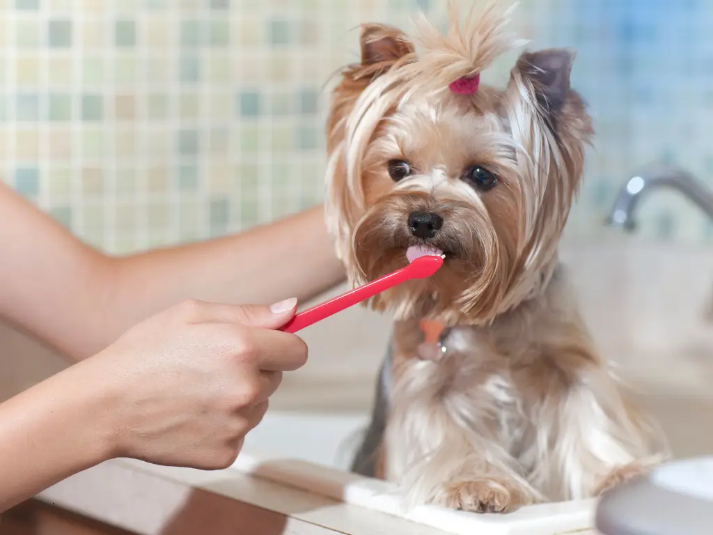 Você sabia que o mau hálito pode ser sinal de problema sério? Descubra como escovar dente do cachorro e proteger a saúde dele de verdade! 