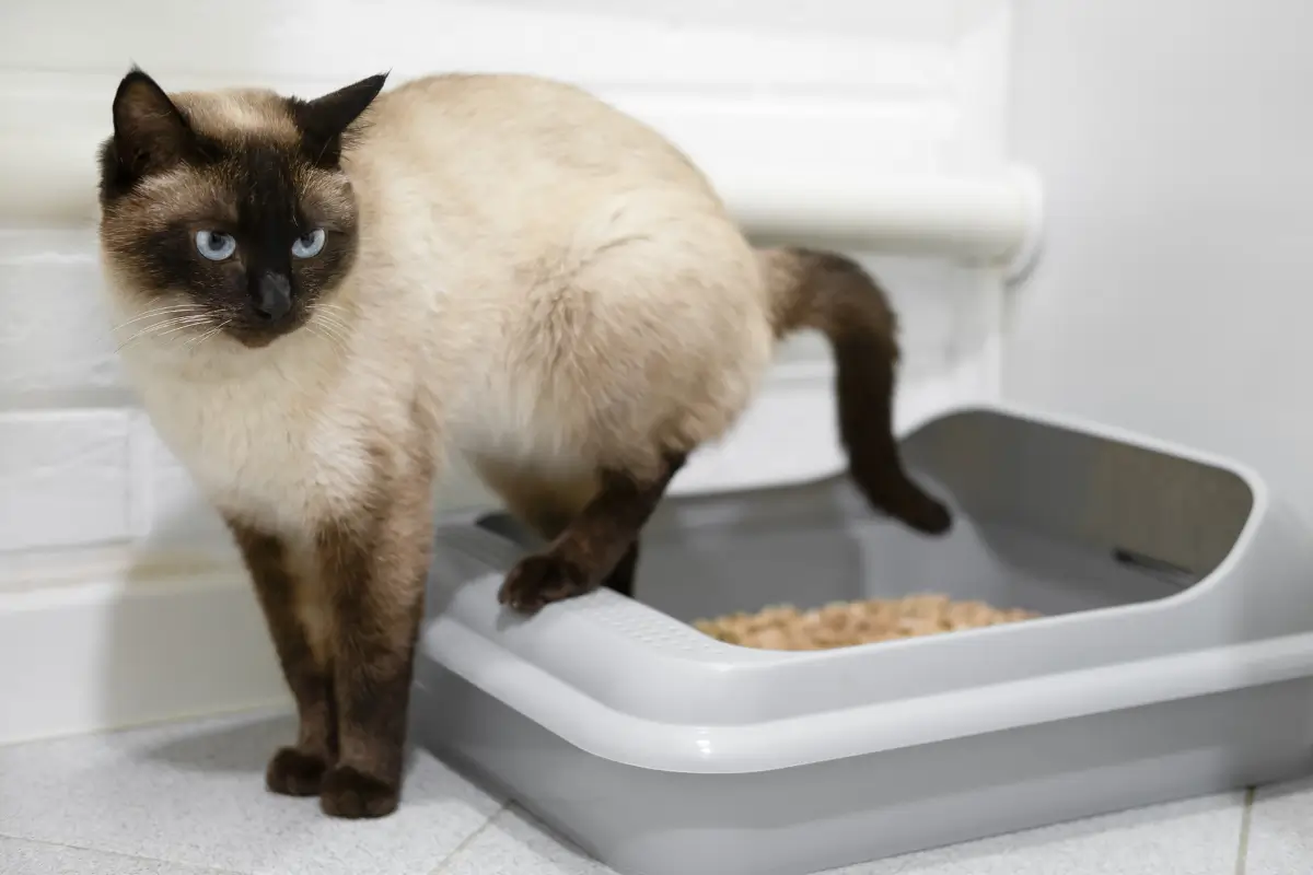 Gato fazendo xixi no lugar errado