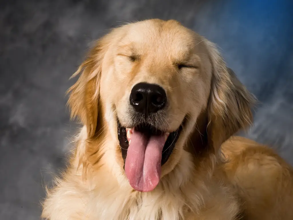 Pode escovar os dentes do cachorro com pasta normal?  Descubra por que essa escolha pode ser perigosa e veja a forma certa de cuidar do seu pet! 