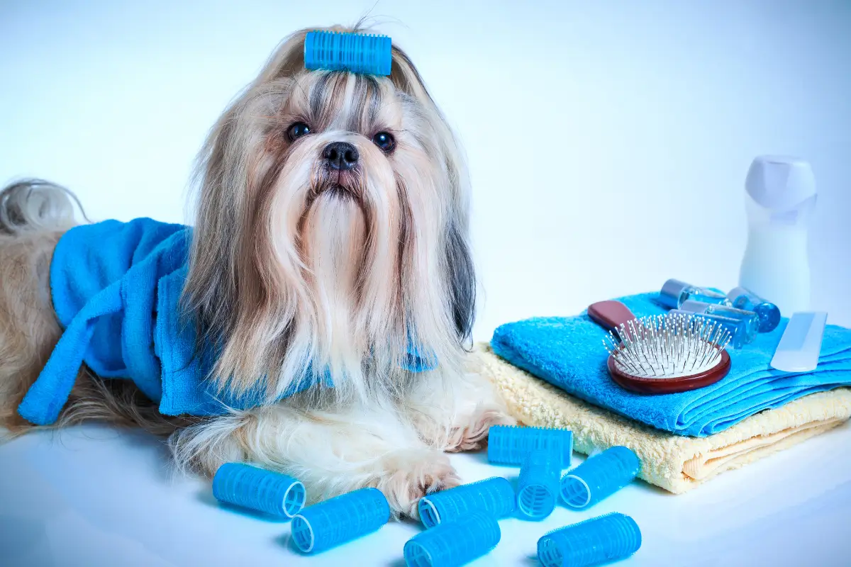 Banho e Tosa Shih Tzu