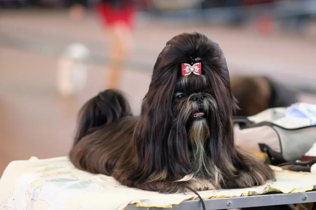 Escolher entre tosa bebê, tesoura ou higiênica pode parecer difícil, mas cada uma tem seu papel no cuidado do seu pet. Quer saber qual é a ideal para o seu amiguinho? Vem descobrir no nosso blog! 