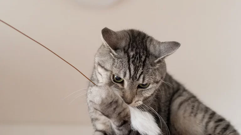 Brinquedo para gato