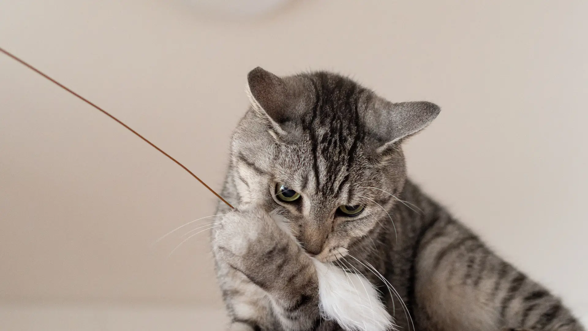 Brinquedo para gato