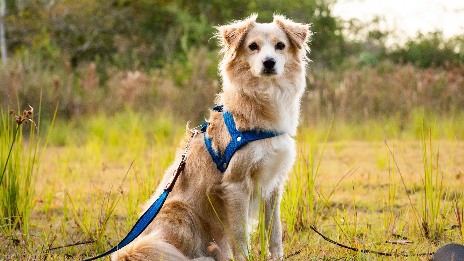 Coleiras para Cachorro