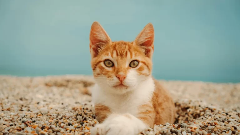 Gato com calor