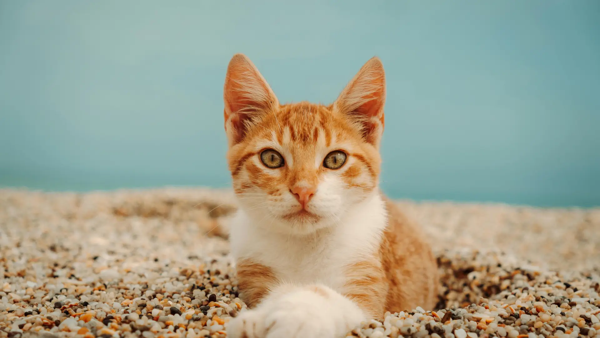 Gato com calor