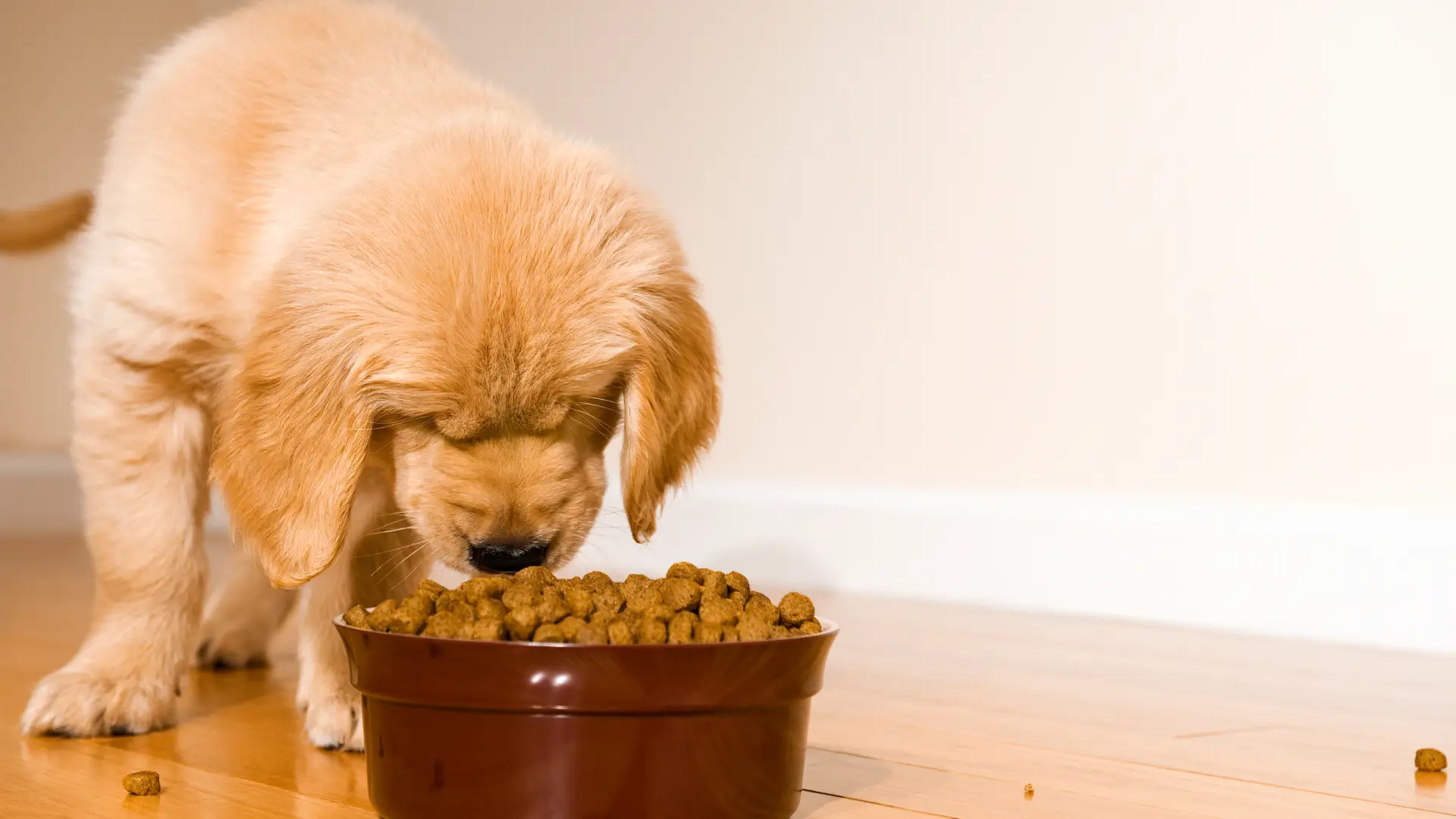 Ração para filhote de cachorro