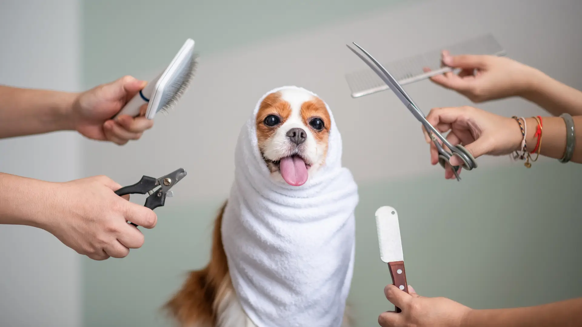 Banho e tosa em Cachorro