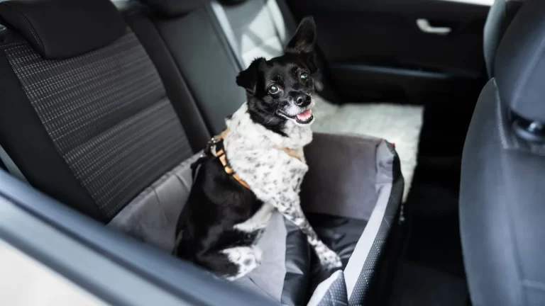 Cinto de segurança para cachorro carro