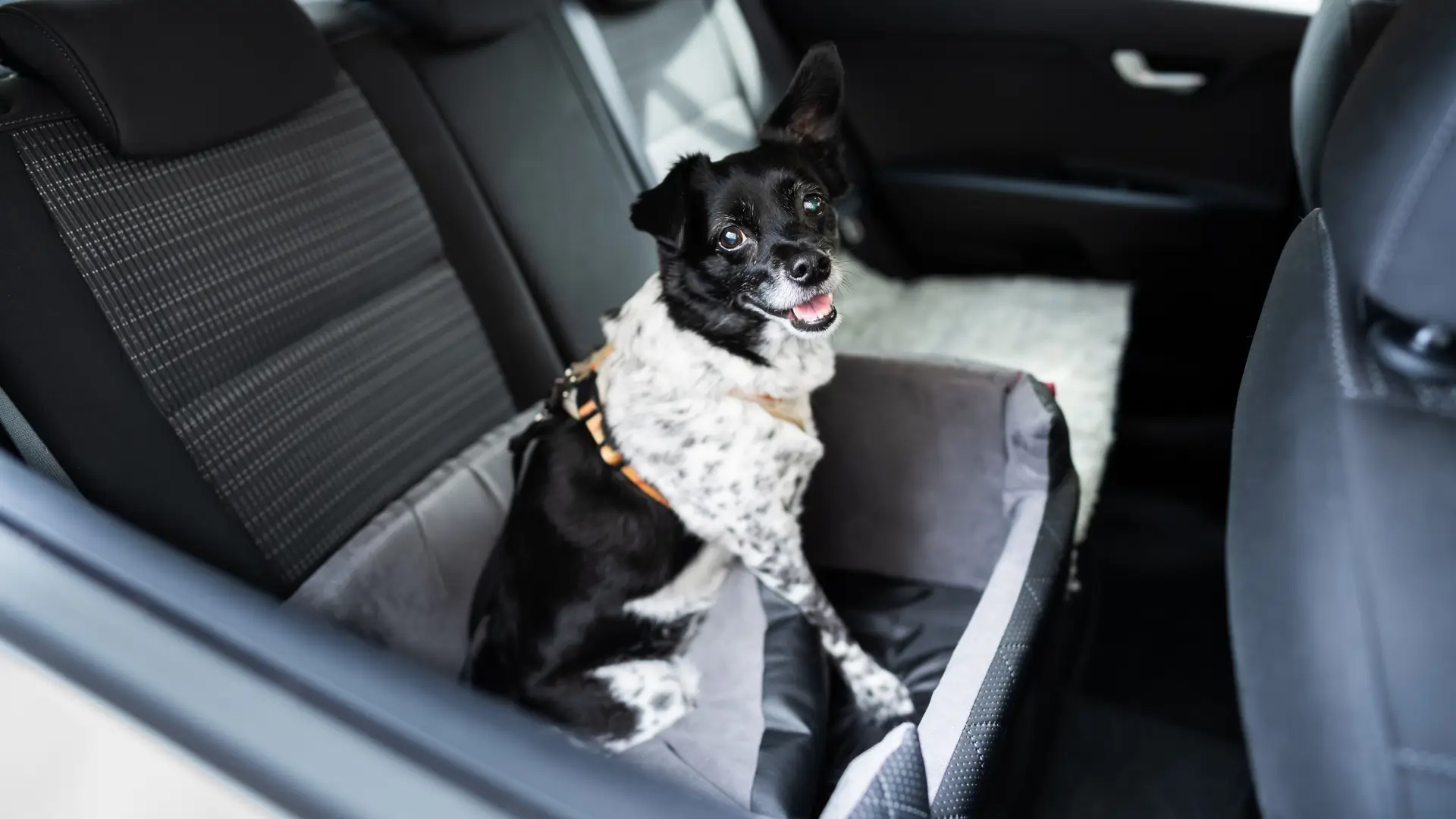 Cinto de segurança para cachorro carro