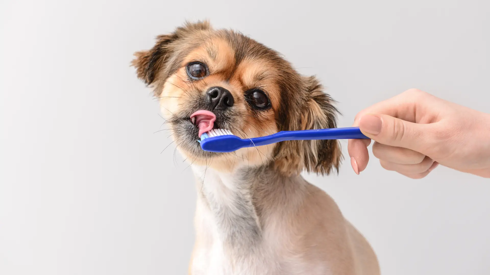 escovar dente de cachorro com pasta de humano