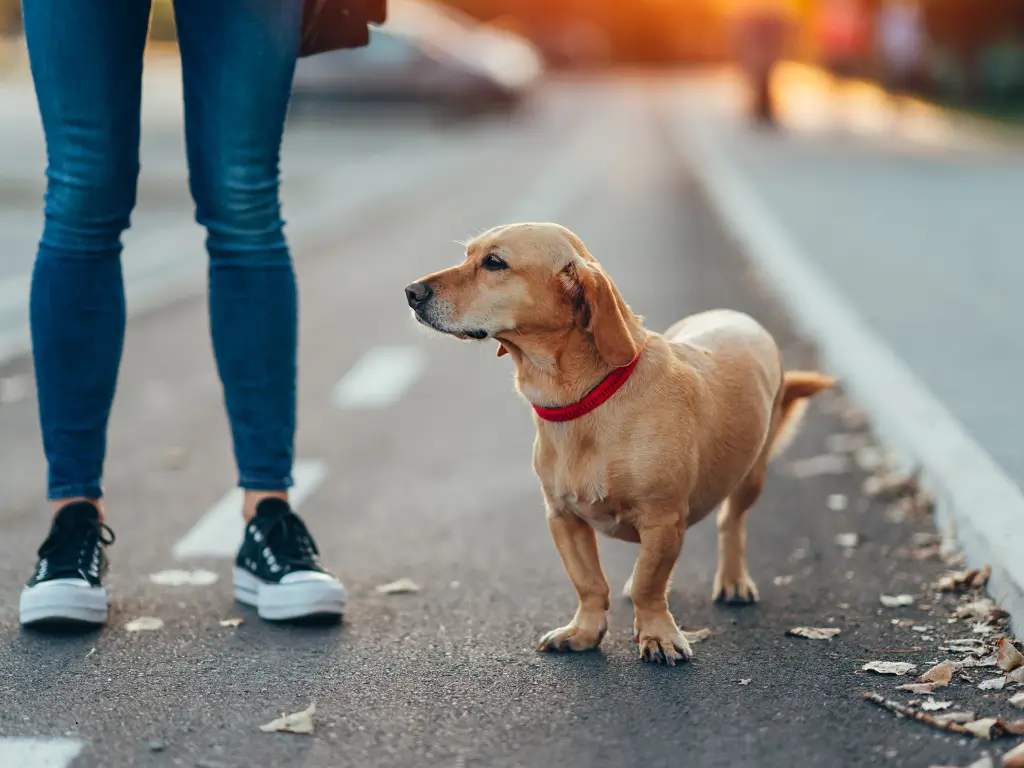 Passear com o cachorro sem guia pode causar acidentes graves. Use guia e garanta a segurança do seu pet e de todos ao redor.