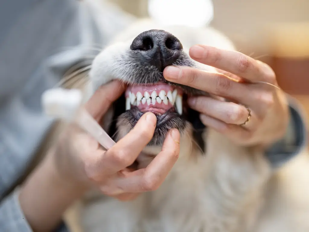 Escovar dente de cachorro com pasta de humano faz mal. Entenda por que evitar, quais os riscos e como garantir a higiene bucal correta e segura para o seu pet.