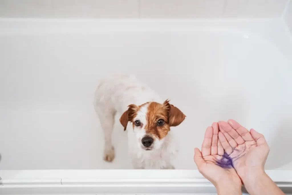 pode dar banho em cachorro com shampoo de gente