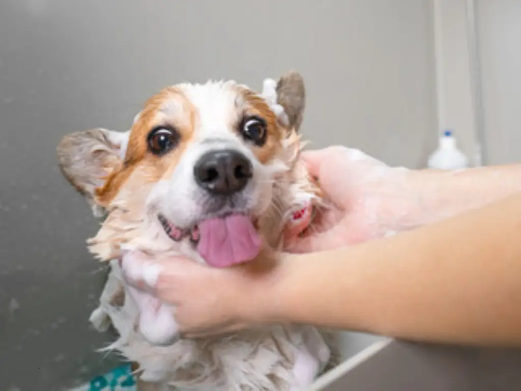 Saiba por que não se deve dar banho em cachorro com shampoo de gente e aprenda as alternativas seguras para o seu pet.